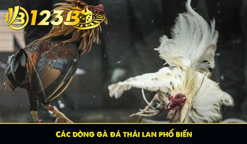 Đá Gà Thái Lan - Những Thông Tin Cần Biết Khi Tham Gia 10 Các dòng gà đá thái lan phổ biến