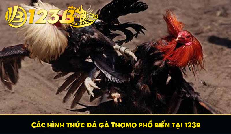 Đá Gà Thomo - Các Hình Thức Cá Cược Đá Gà Thomo Phổ Biến 10 Các hình thức đá gà Thomo phổ biến tại 123b