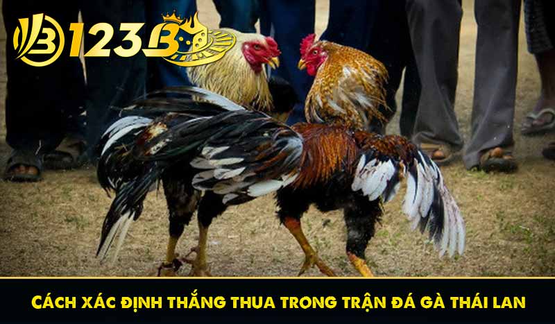 Đá Gà Thái Lan - Những Thông Tin Cần Biết Khi Tham Gia 8 Cách xác định thắng thua trong trận đá gà thái lan