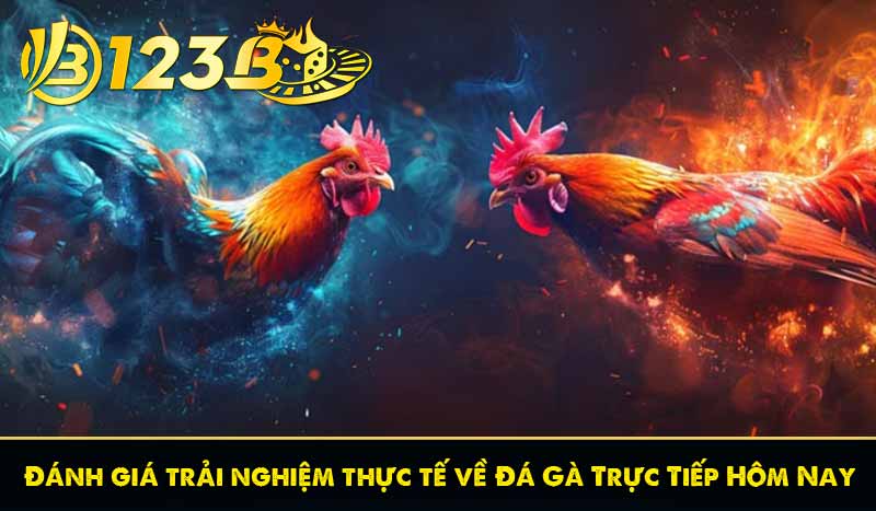 Đánh giá trải nghiệm thực tế về Đá Gà Trực Tiếp Hôm Nay