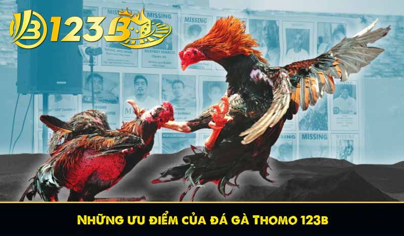 Đá Gà Thomo - Các Hình Thức Cá Cược Đá Gà Thomo Phổ Biến 8 Những ưu điểm của đá gà Thomo 123b