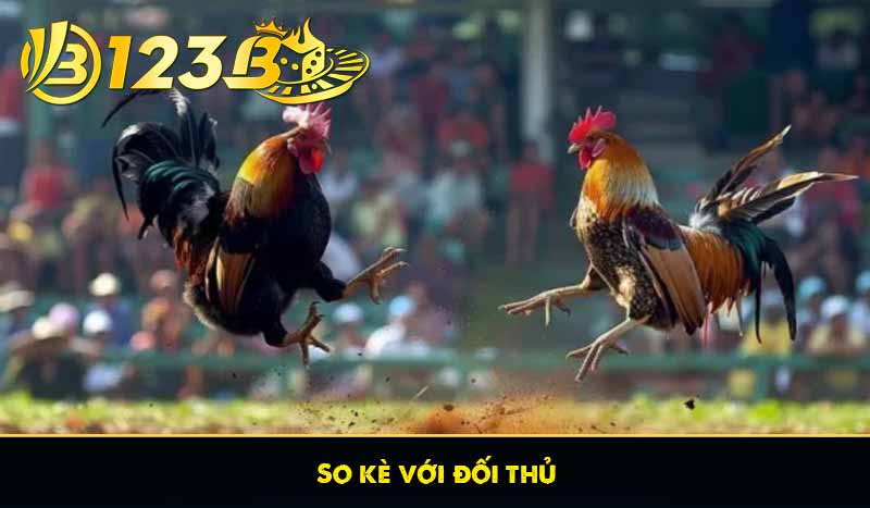 Đá Gà Lông – Đề Cao Kỹ Năng Gà Chọi Truyền Thống Tại 123B 10 So kè với đối thủ