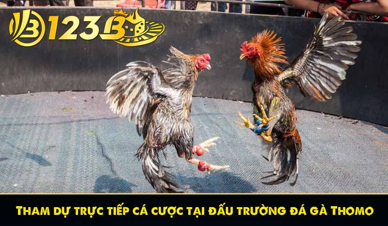 Đá Gà Thomo - Các Hình Thức Cá Cược Đá Gà Thomo Phổ Biến 11 Tham dự trực tiếp cá cược tại đấu trường đá gà Thomo