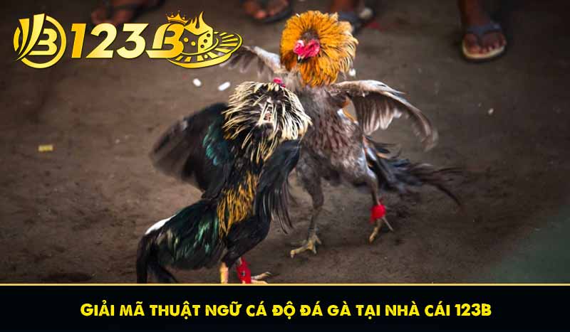 Thuật Ngữ Đá Gà – Hướng Đẫn Giải Mã Thuật ngữ cá cược đá gà 9 Giải mã thuật ngữ cá độ đá gà tại nhà cái 123B