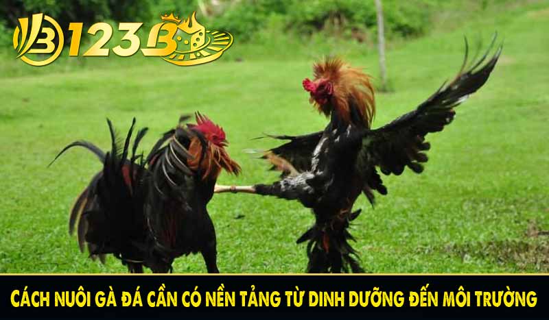 Cách nuôi gà đá - Mẹo luyện chiến kê dũng mãnh tại 123B 3 Cách nuôi gà đá cần có nền tảng từ dinh dưỡng đến môi trường