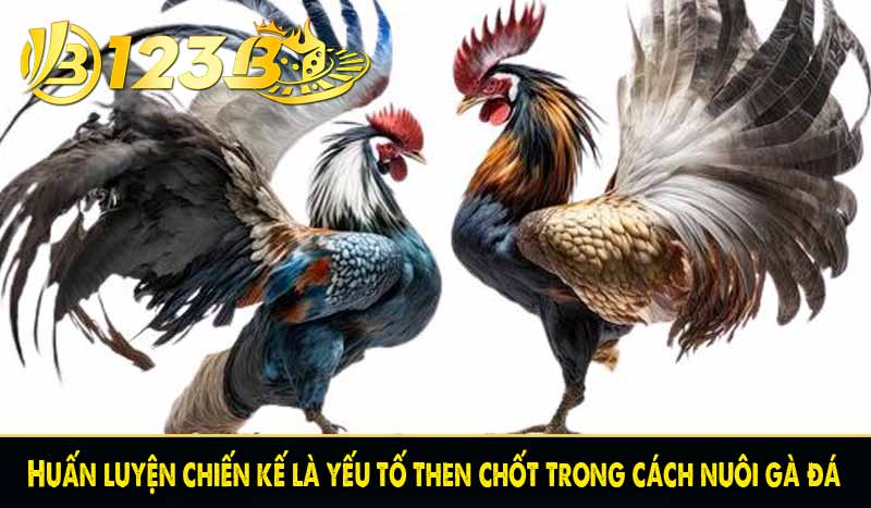 Cách nuôi gà đá - Mẹo luyện chiến kê dũng mãnh tại 123B 4 Huấn luyện chiến kế là yếu tố then chốt trong cách nuôi gà đá